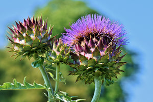 poster-print-the-artichoke-xl