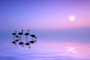 canvas-print-morning-flamingo-x