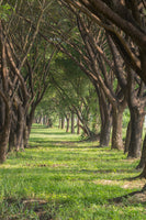framedcanvas-print-in-the-forest