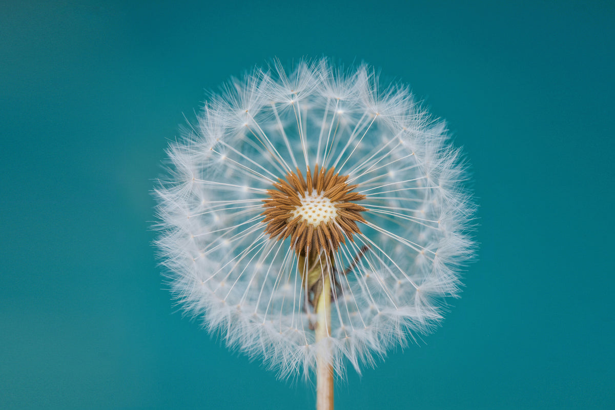 aluminium-print-dandelion-a