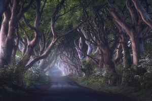framedposter-print-the-dark-hedges