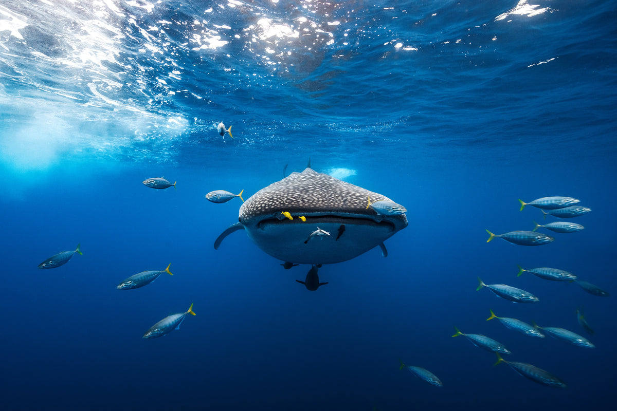 poster-print-under-the-waves