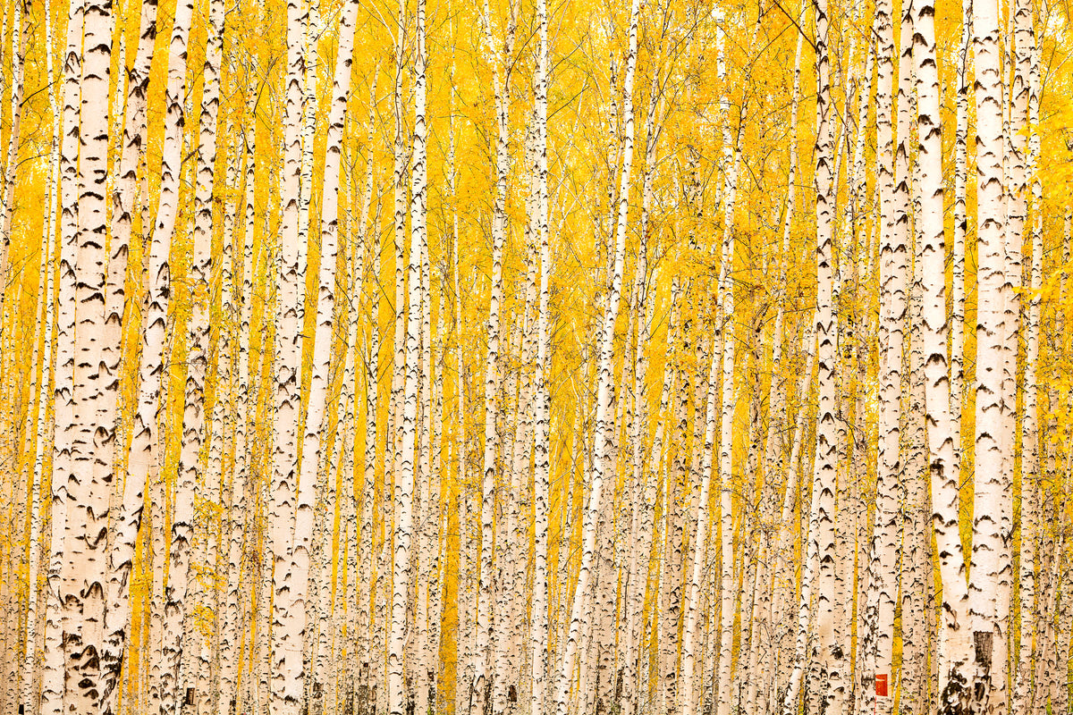 framedcanvas-print-the-birch-forest-in-autumn