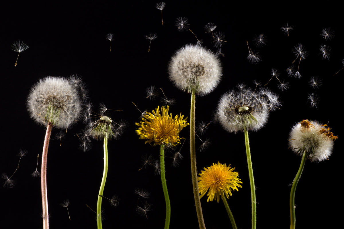 3-piece-aluminium-print-the-phases-of-dandelion