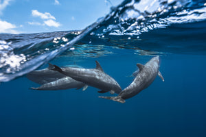 modern-3-piece-canvas-print-dolphins