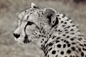 3-piece-aluminium-print-beautiful-cheetah