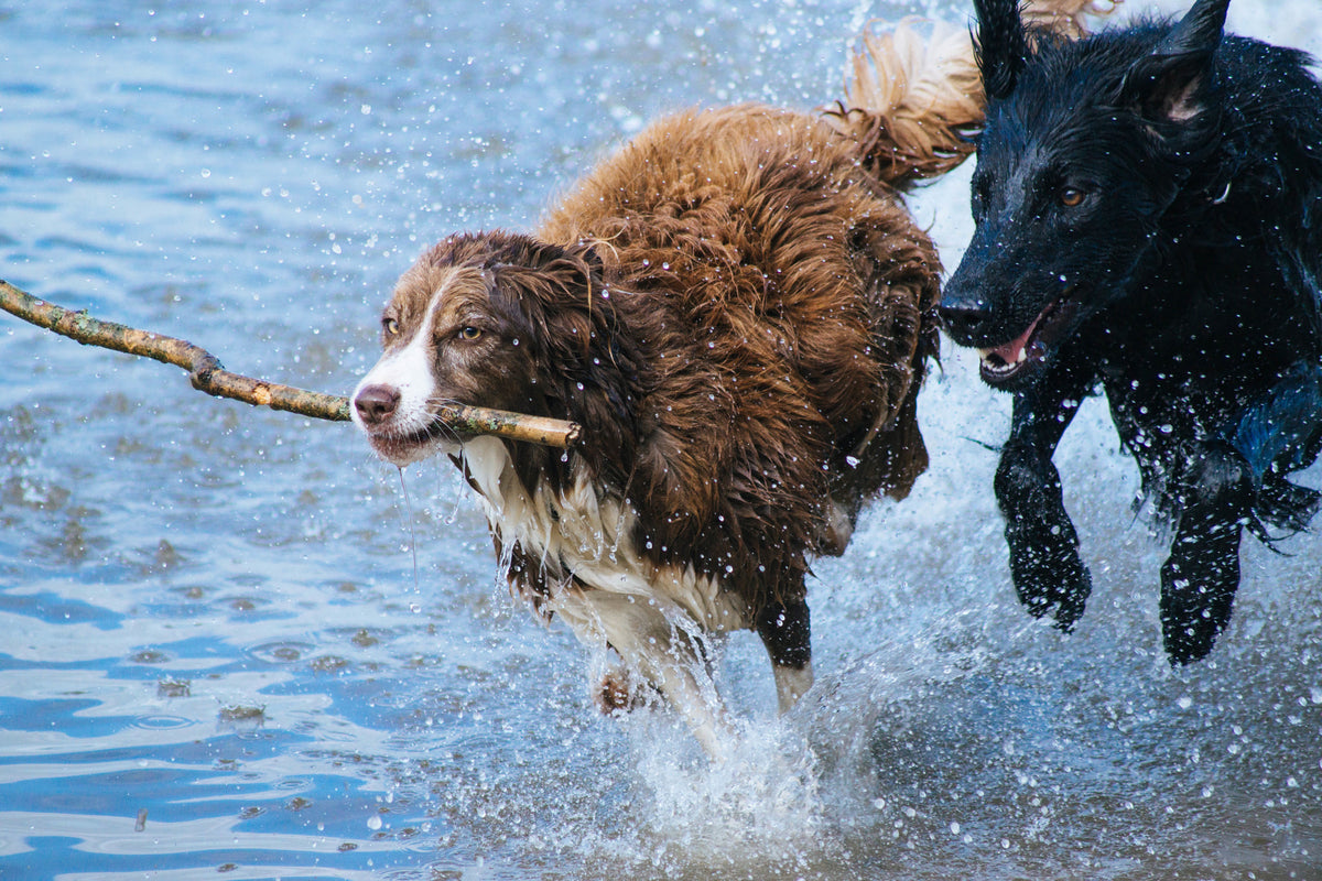 acrylic-print-playing-dogs