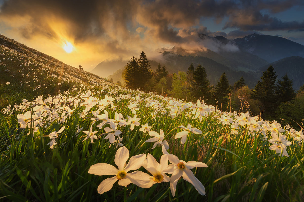 canvas-print-white-carpet-xvs