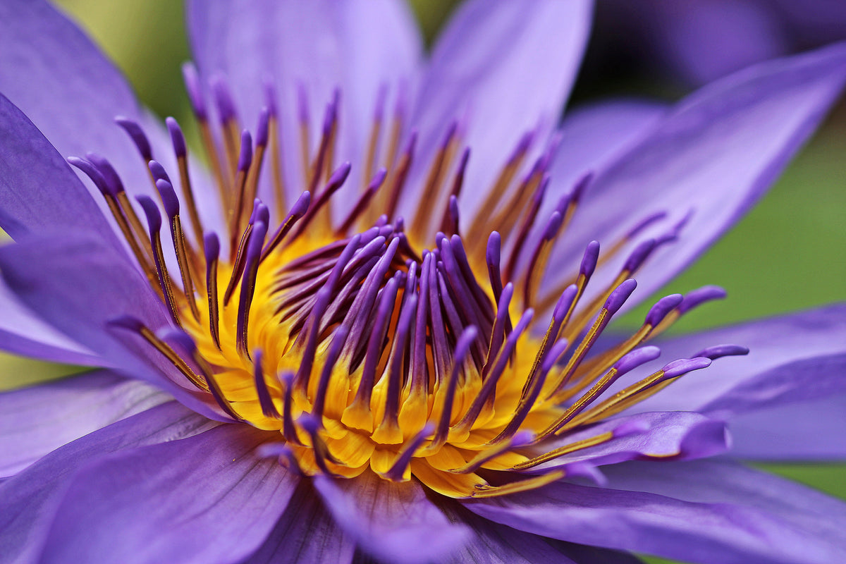modern-3-piece-aluminium-print-xxl-water-lily-in-purple
