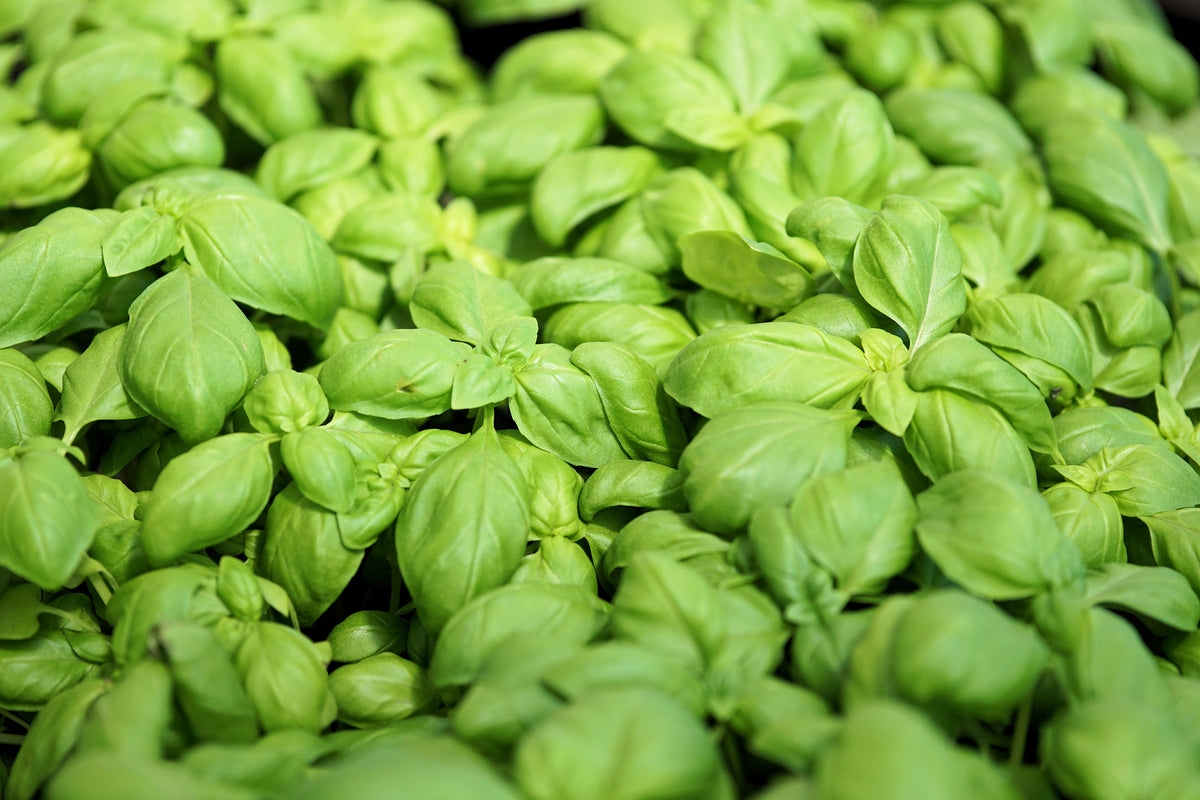 framedposter-print-all-basil