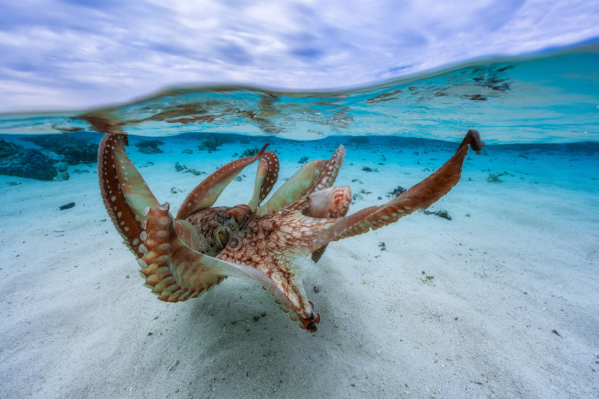 3-piece-acrylic-print-octopus-ii