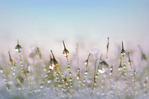 modern-3-piece-aluminium-print-the-dew-drops