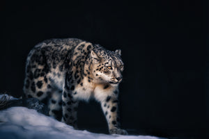aluminium-print-snow-leopard-x