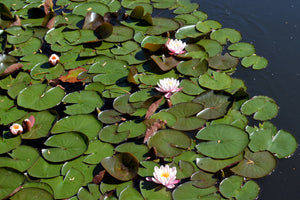 acrylic-print-white-water-lilies-in-the-pond