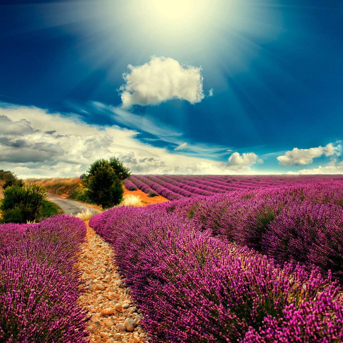 4-piece-acrylic-print-the-lavender-valley