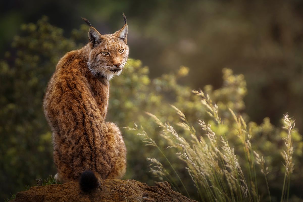 aluminium-print-lynx-fine-art-x