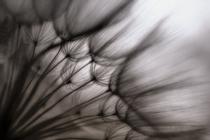 3-piece-aluminium-print-dandelion-p