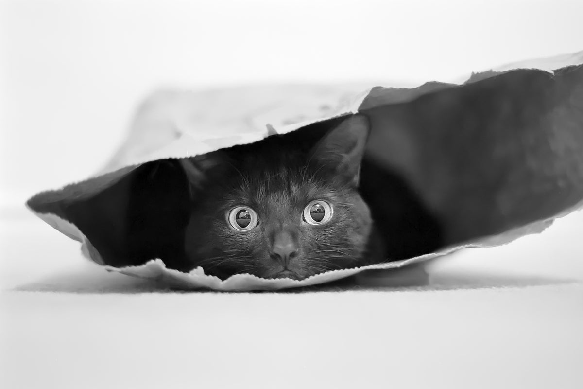 framedcanvas-print-cat-in-a-bag-x