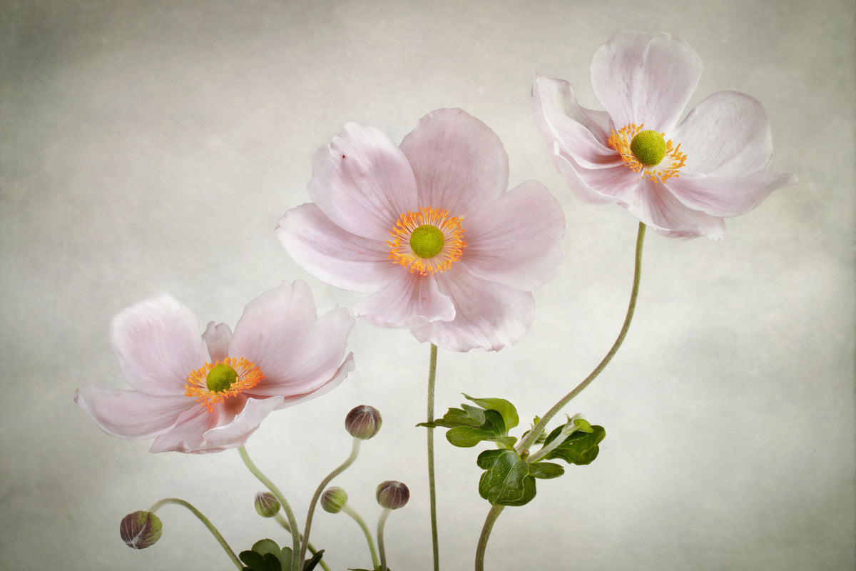 3-piece-canvas-print-anemones-ii