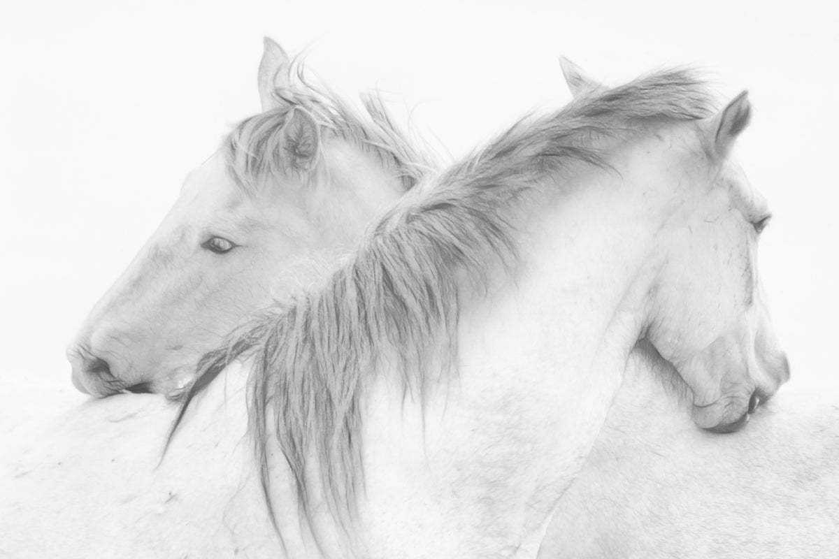 3-piece-acrylic-print-horses
