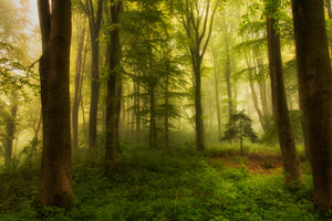 framedposter-print-the-little-tree