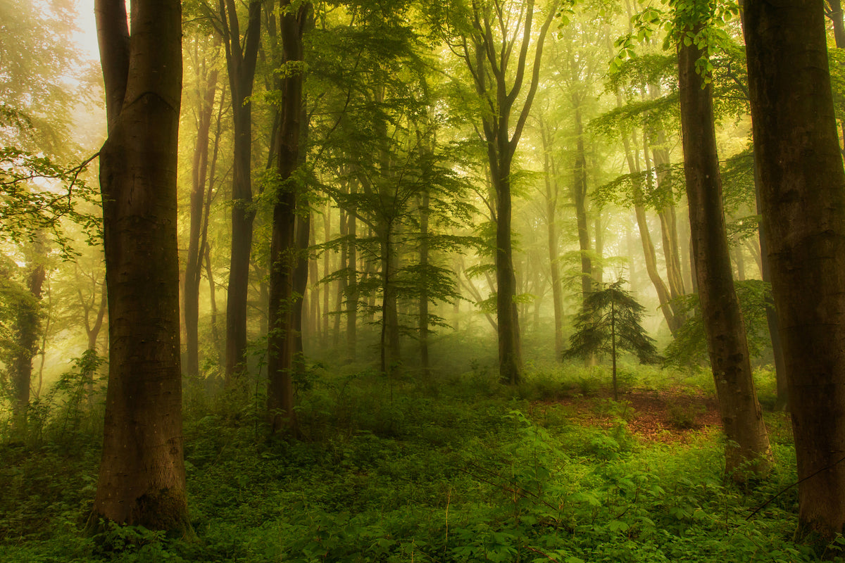 framedposter-print-the-little-tree