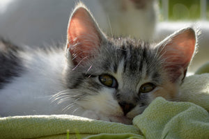 3-piece-aluminium-print-in-love-with-kitten