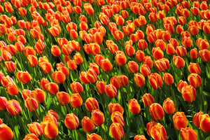 canvas-print-tulip-field-in-orange