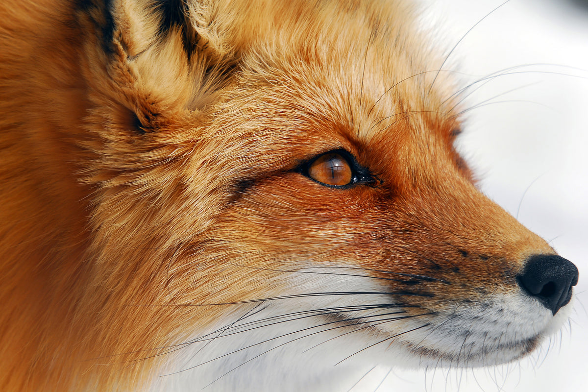 aluminium-print-red-fox-x