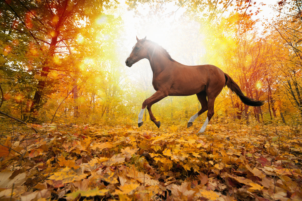 modern-3-piece-canvas-print-whole-blood-in-autumn-forest