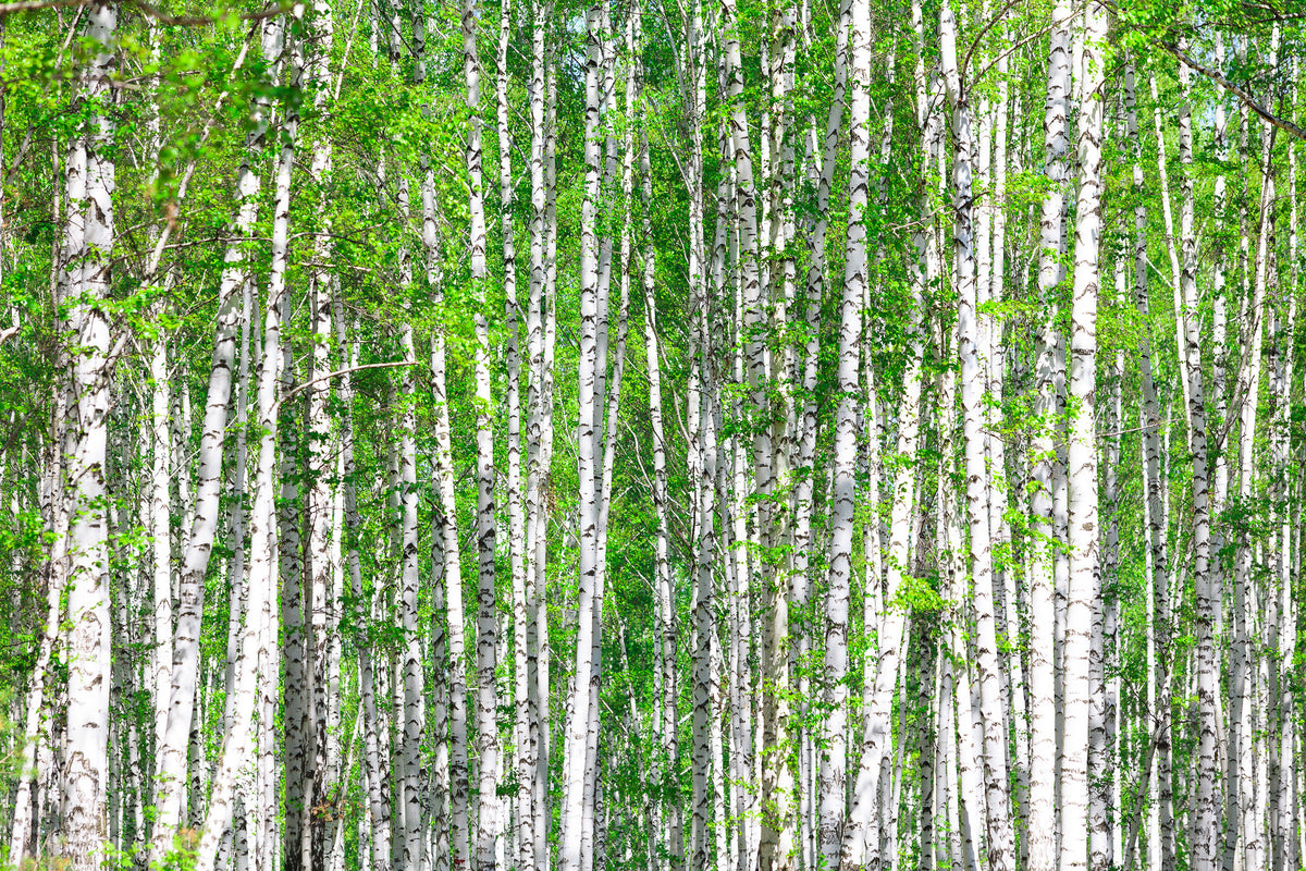 aluminium-print-the-birch-forest