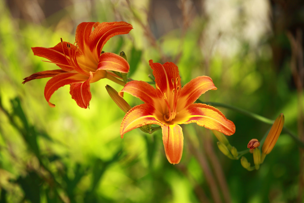 modern-3-piece-aluminium-print-lilies-in-nature