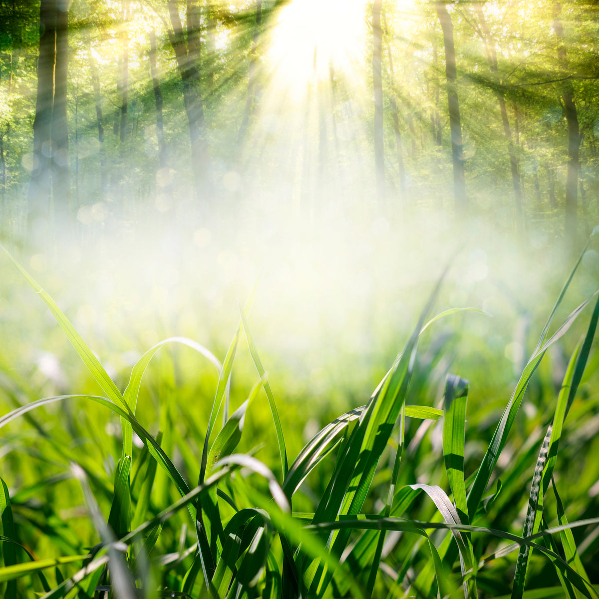 aluminium-print-magic-forest
