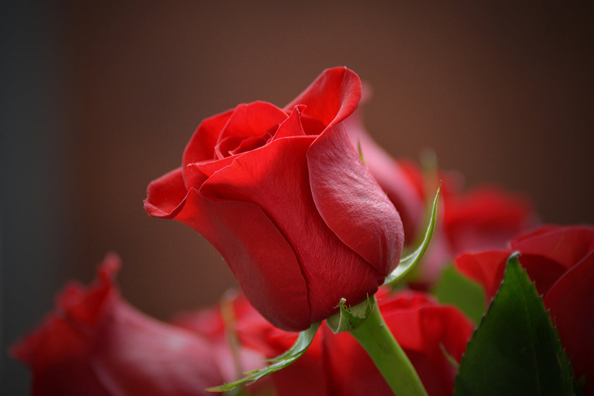 framedposter-print-red-rose-in-xl