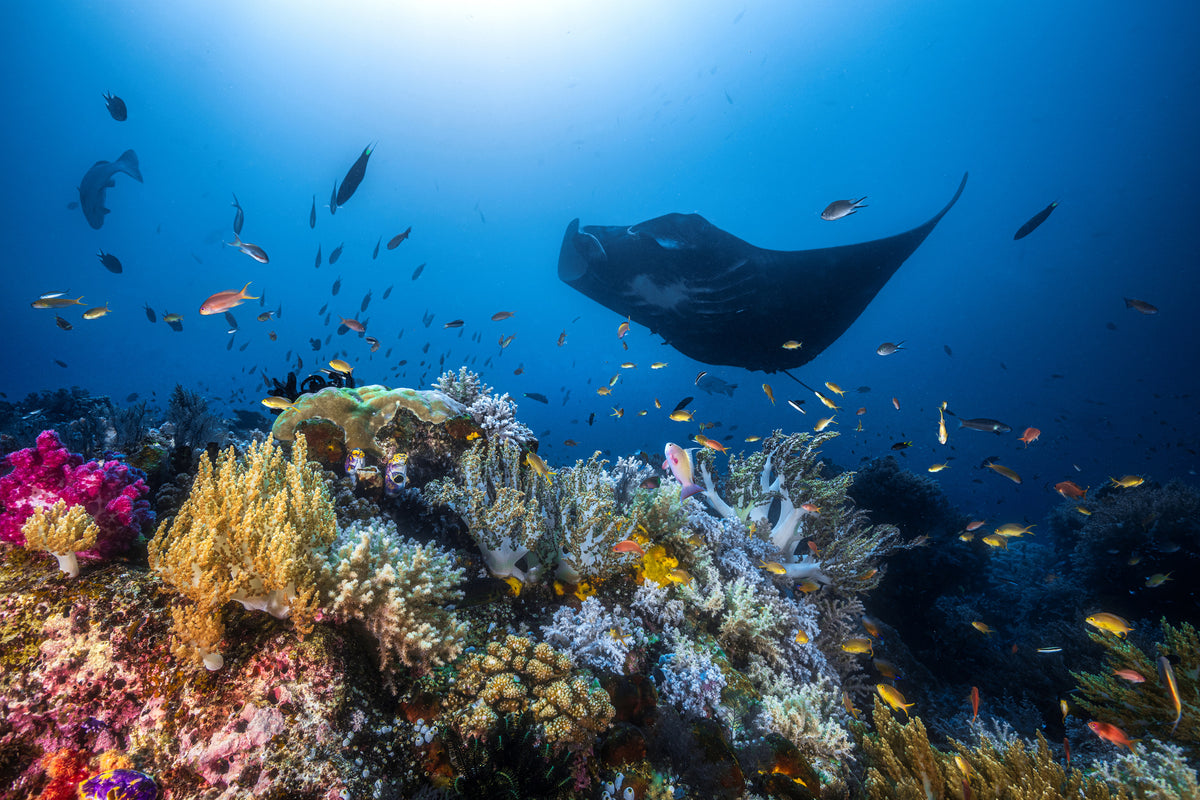 aluminium-print-manta-reef-on-the-reef-x