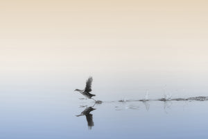 canvas-print-untitled-xlv