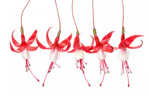 aluminium-print-fuchsia-x