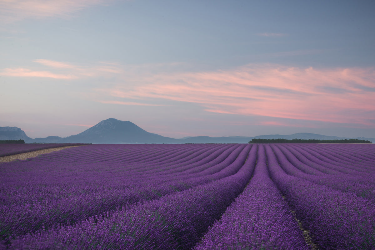 canvas-print-lavender-field