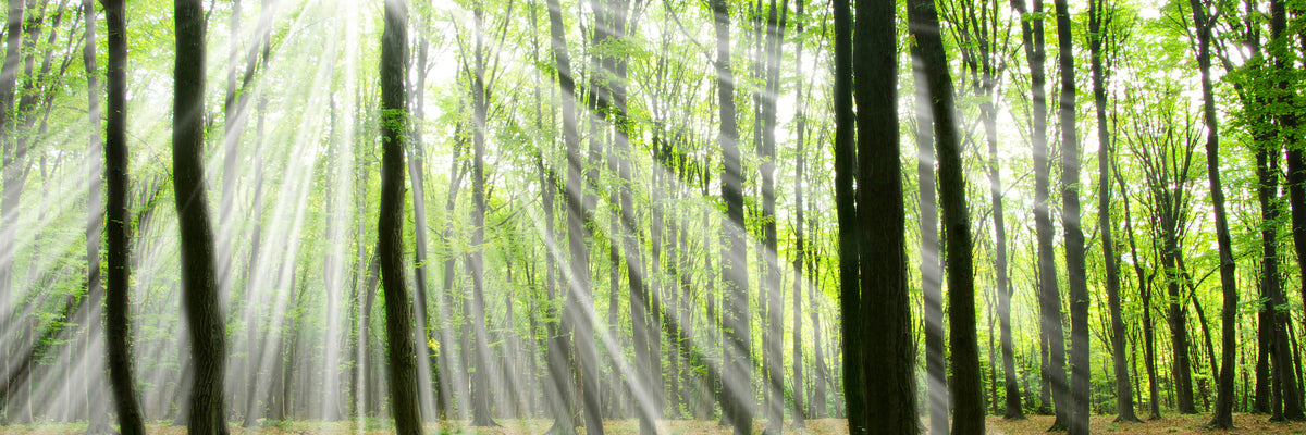 panoramic-aluminium-print-magic-light-in-the-trees-panorama