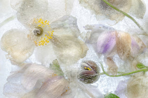 acrylic-print-anemone-frost-x
