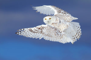 framedposter-print-flight-of-the-snowy-snowy-owl