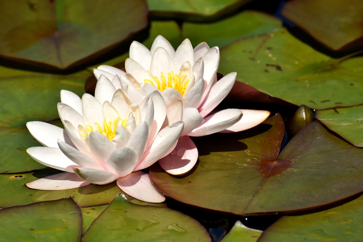 3-piece-aluminium-print-water-lily-duo-in-white