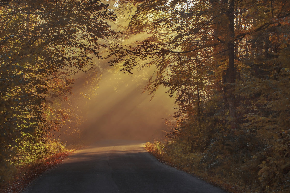 framedposter-print-sunbeams-in-the-forest