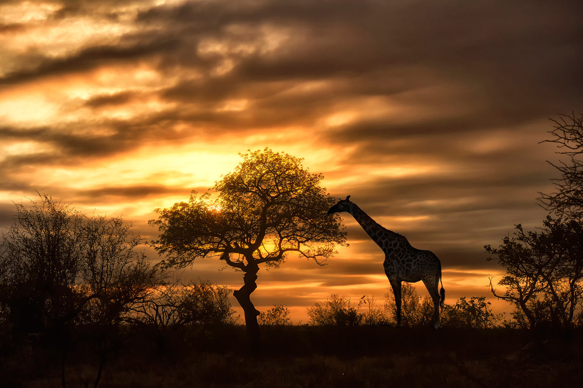 3-piece-aluminium-print-african-dreams