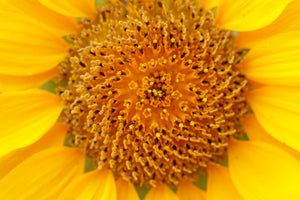 framedposter-print-beautiful-buds-of-the-sunflower
