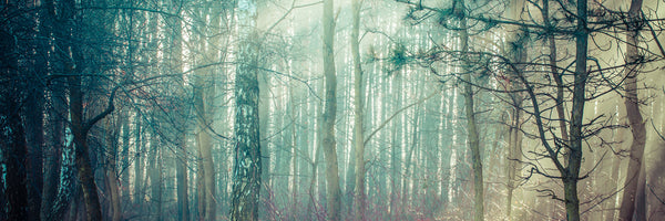 panoramic-3-piece-acrylic-print-pinewood-panorama