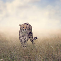 9-piece-canvas-print-the-cheetah