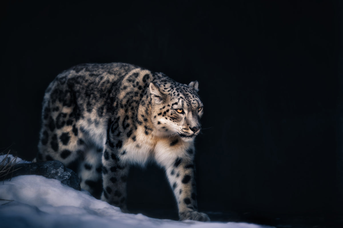 acrylic-print-snow-leopard-x