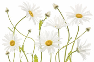 modern-3-piece-acrylic-print-ox-eye-daisies