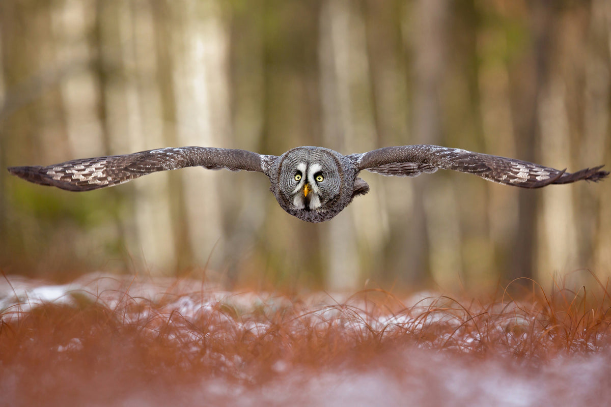 aluminium-print-great-grey-owl